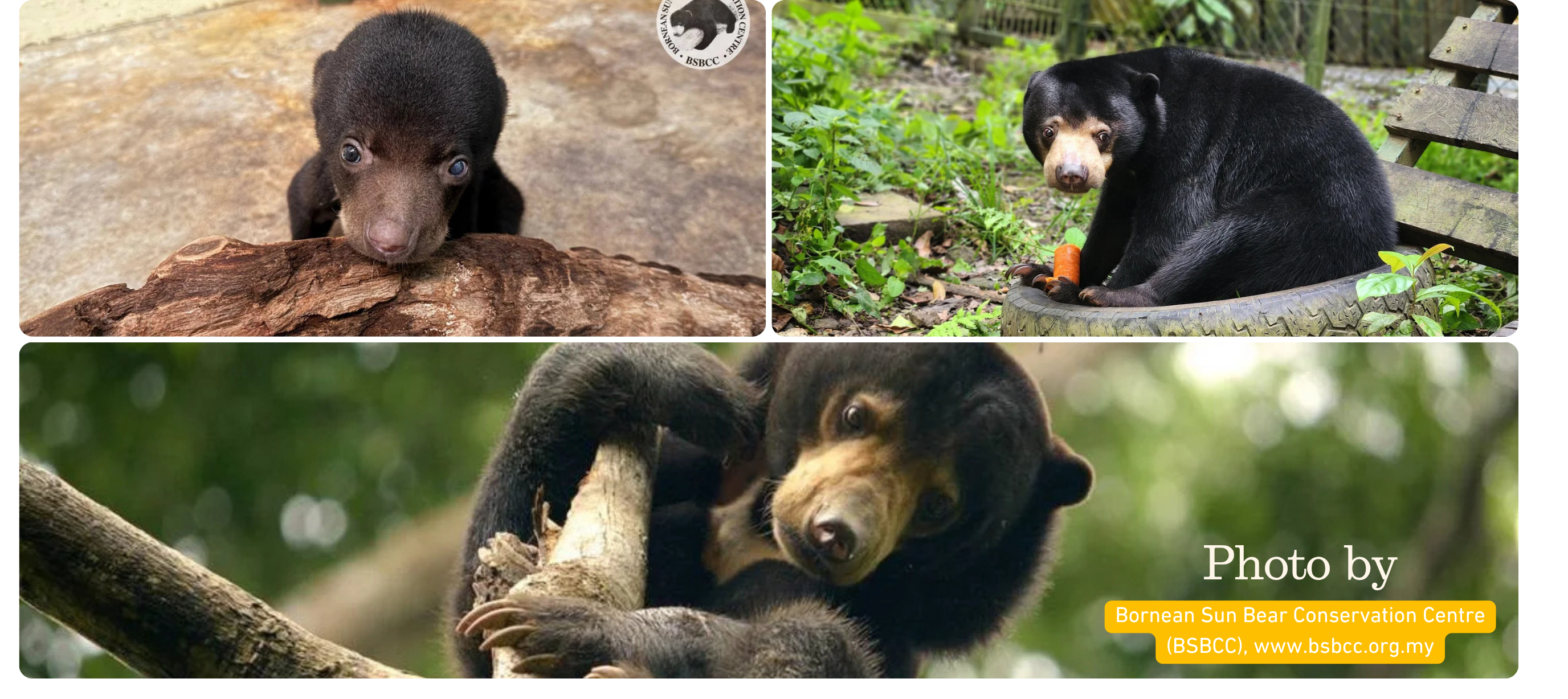 Sun Bears at BSBCC
